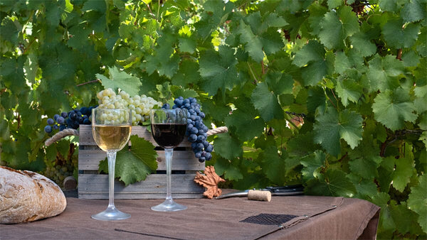 Warm Climate Wines vs. Cool Climate Wines-Bottle Barn