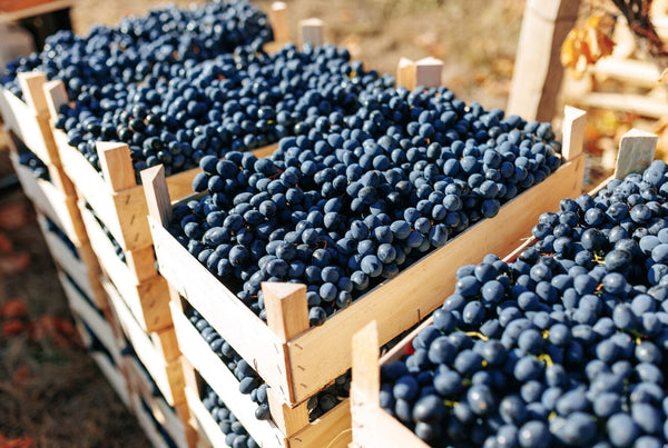 What is Carbonic Maceration and What Kind of Wines Does it Make? -Bottle Barn