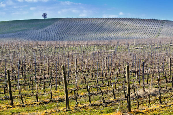 How Is Climate Change Altering the Taste of Wine?-Bottle Barn