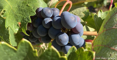 Tempranillo takes Number One in Spain: Wine from Regions worth Comparing