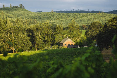 A Rising Trend in Oregon Wines: The Distinctive Terroirs of the Willamette Valley