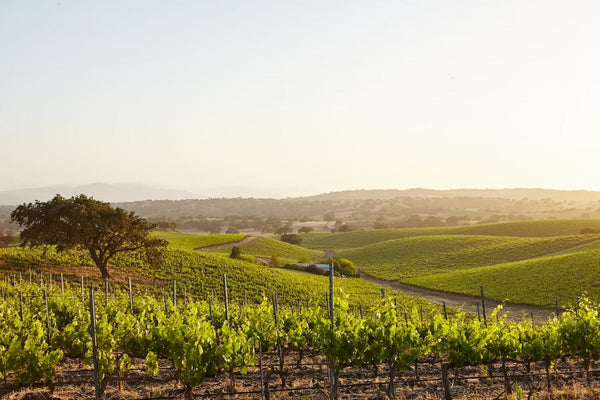Dry Farming vs. Organic Viticulture: Nurturing the Terroir for Exceptional Wines-Bottle Barn