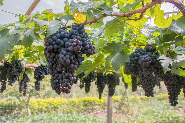 Exploring Five Emerging Wine Regions in the United States-Bottle Barn