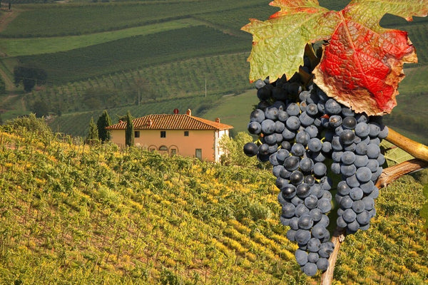 Autochthonous Grapes-Bottle Barn