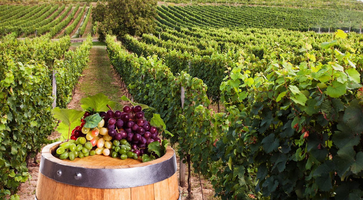 California vineyards plates shops - Sonoma, South central coast, Bay Area, Napa Valley