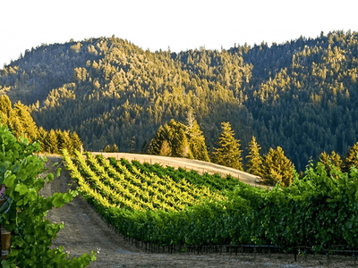 California Wine Regions to Know: Mendocino