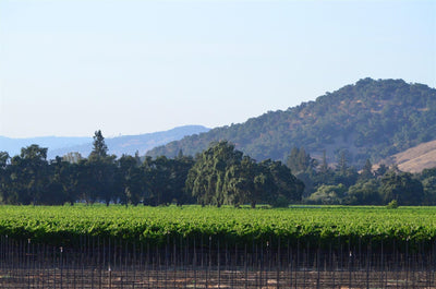 Wine Region Profile: Oak Knoll District AVA