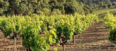 Winery Profile: Pedroncelli Winery of Dry Creek Valley, Sonoma County