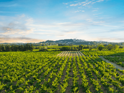 12 Wines to Try from the South of France