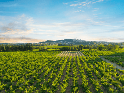 12 Wines to Try from the South of France