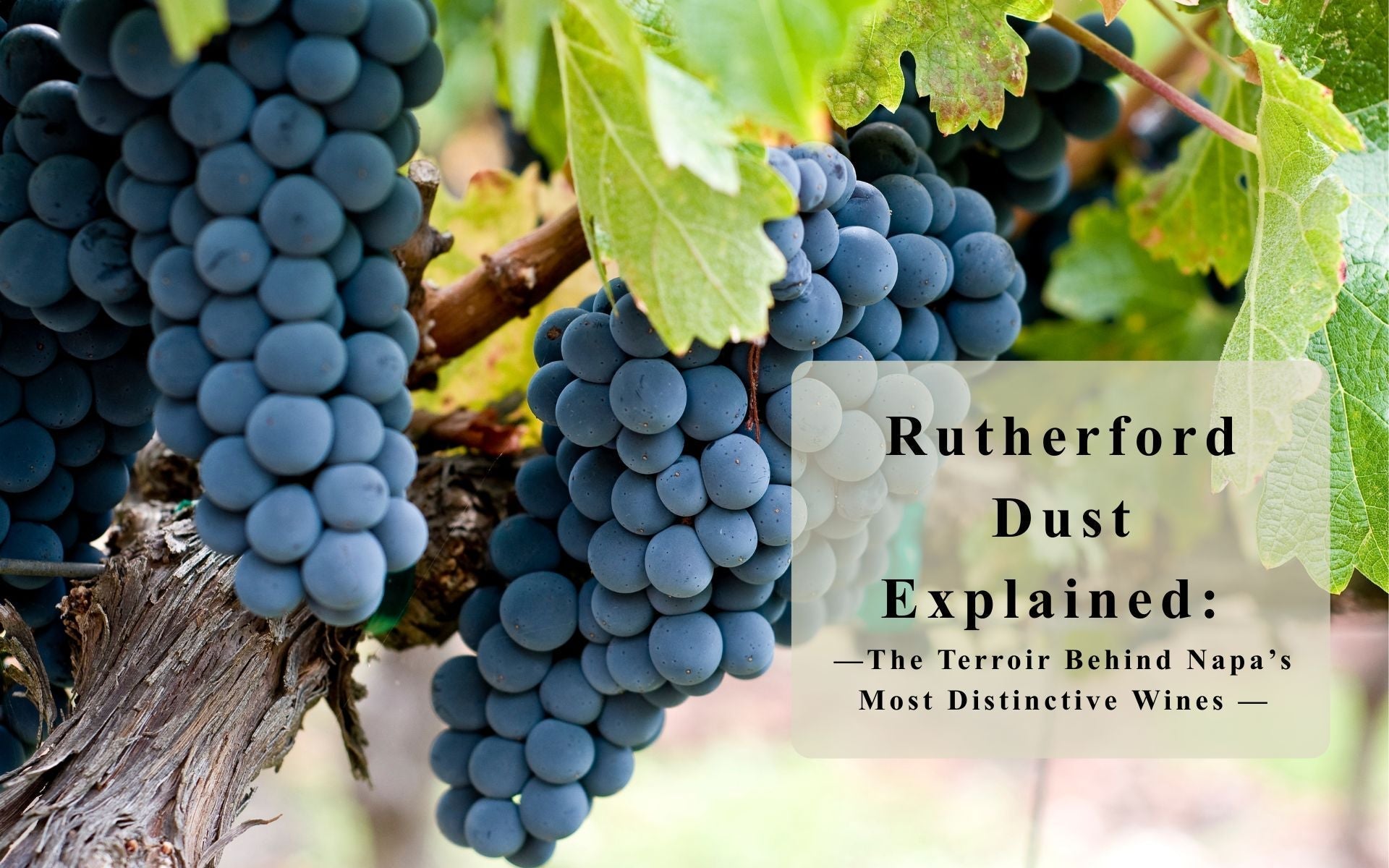 Rutherford Dust Explained: Napa Valley Cabernet Terroir