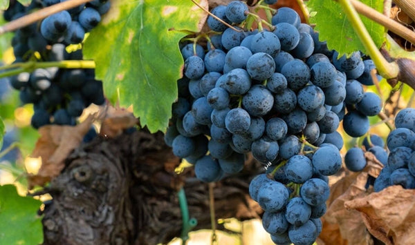 Malbec grapes in the vineyard-Bottle Barn