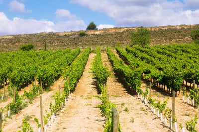Wine Region Profile: Sierra Foothills