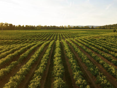 Vine Fields-Bottle Barn