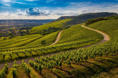 Climate Change’s Impact on White Wine Production-Bottle Barn