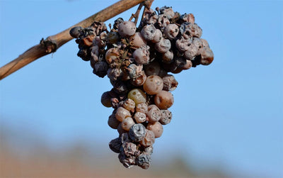 Noble Rot: The Enigmatic Elixir Behind Sweet Wines-Bottle Barn