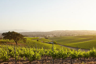 Dry Farming vs. Organic Viticulture: Nurturing the Terroir for Exceptional Wines