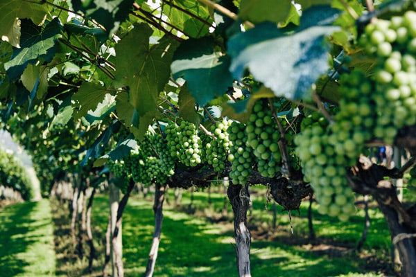 The First Official Wine Region in the USA-Bottle Barn