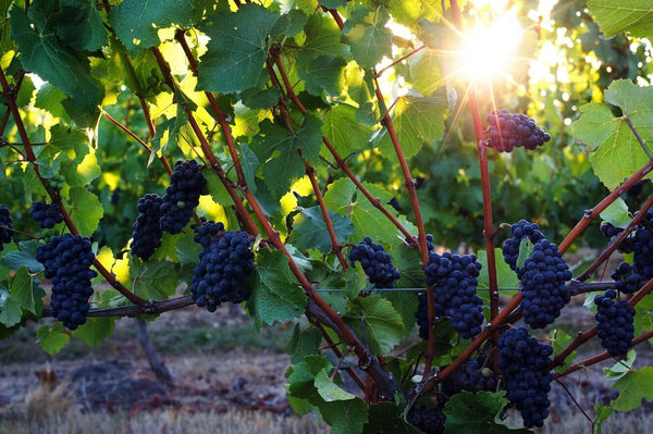 pinot noir grapes-Bottle Barn