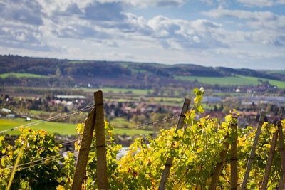 Châteauneuf-du-Pape: The Crown Jewel of the Southern Rhône-Bottle Barn