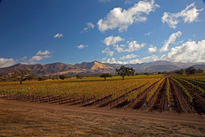 Santa Barbara County Wine Country: Uniquely Transverse